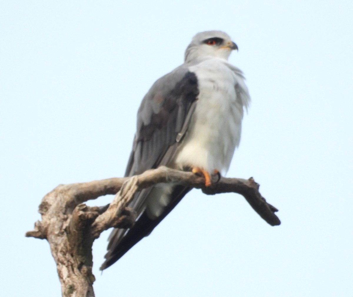 Black-winged Kite - ML622536482