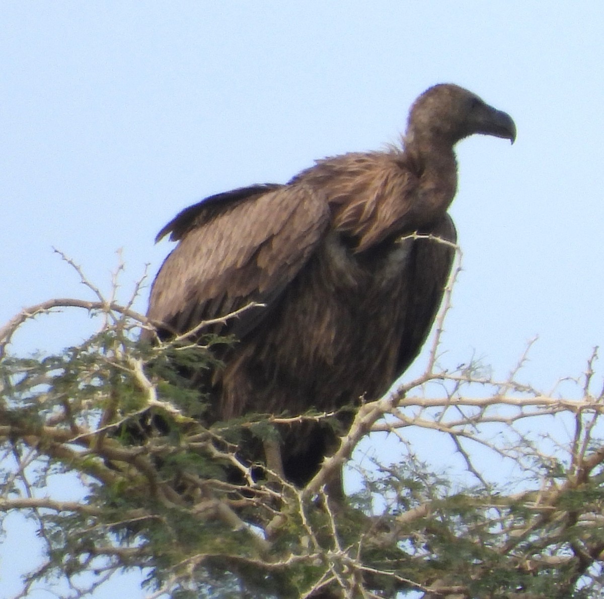 White-backed Vulture - ML622536483