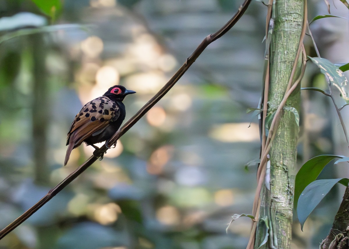 Black-spotted Bare-eye - ML622536489