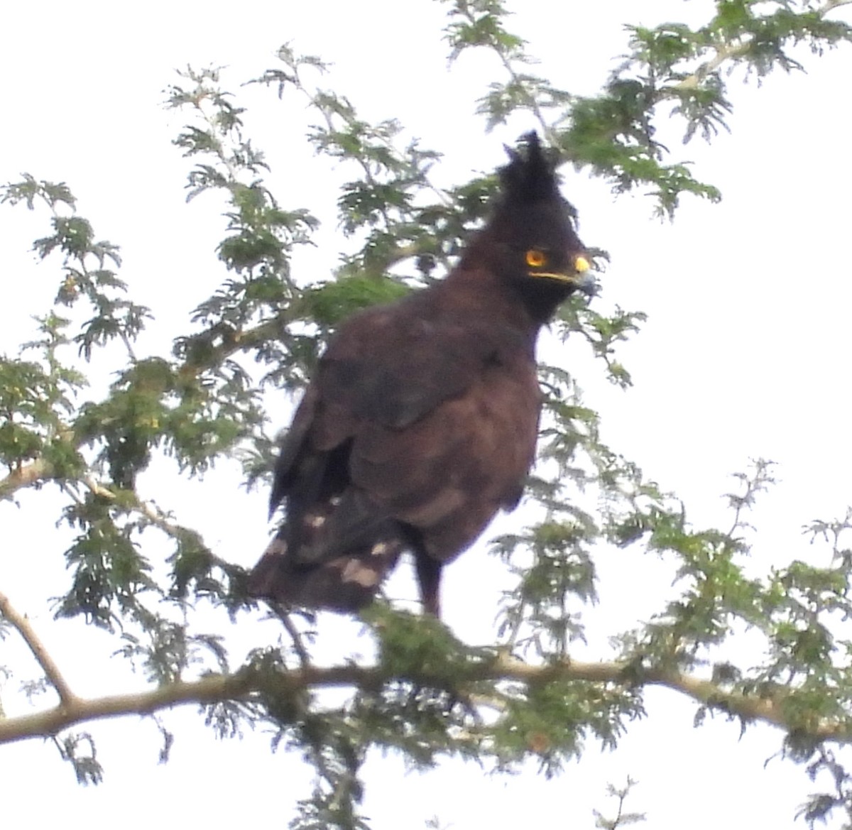 Long-crested Eagle - ML622536495