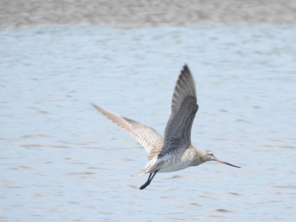 Bar-tailed Godwit - ML622536496