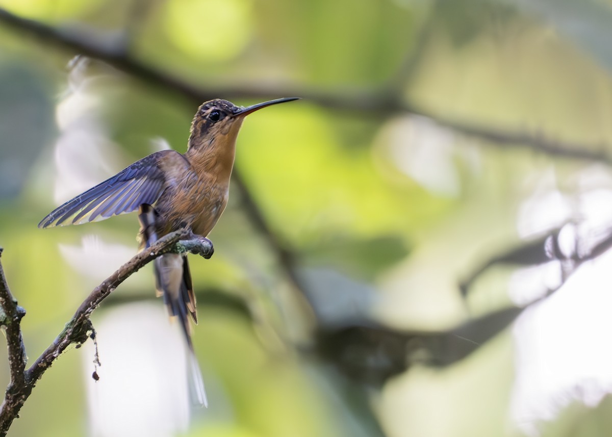 Needle-billed Hermit - ML622536510