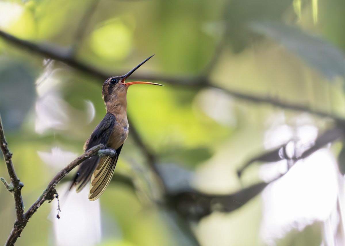 Needle-billed Hermit - ML622536511