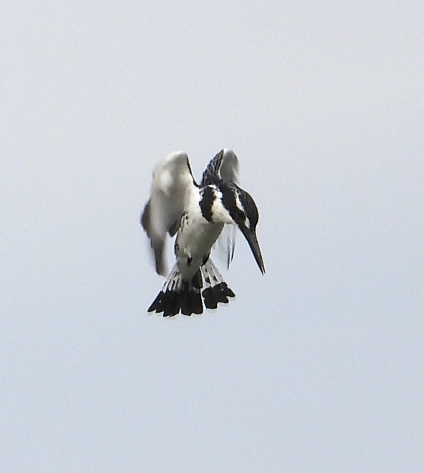 Pied Kingfisher - ML622536513