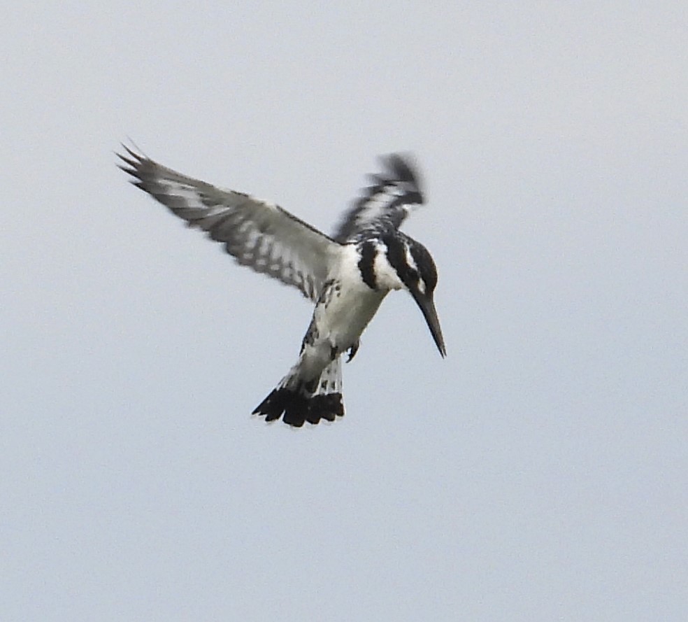 Pied Kingfisher - ML622536515