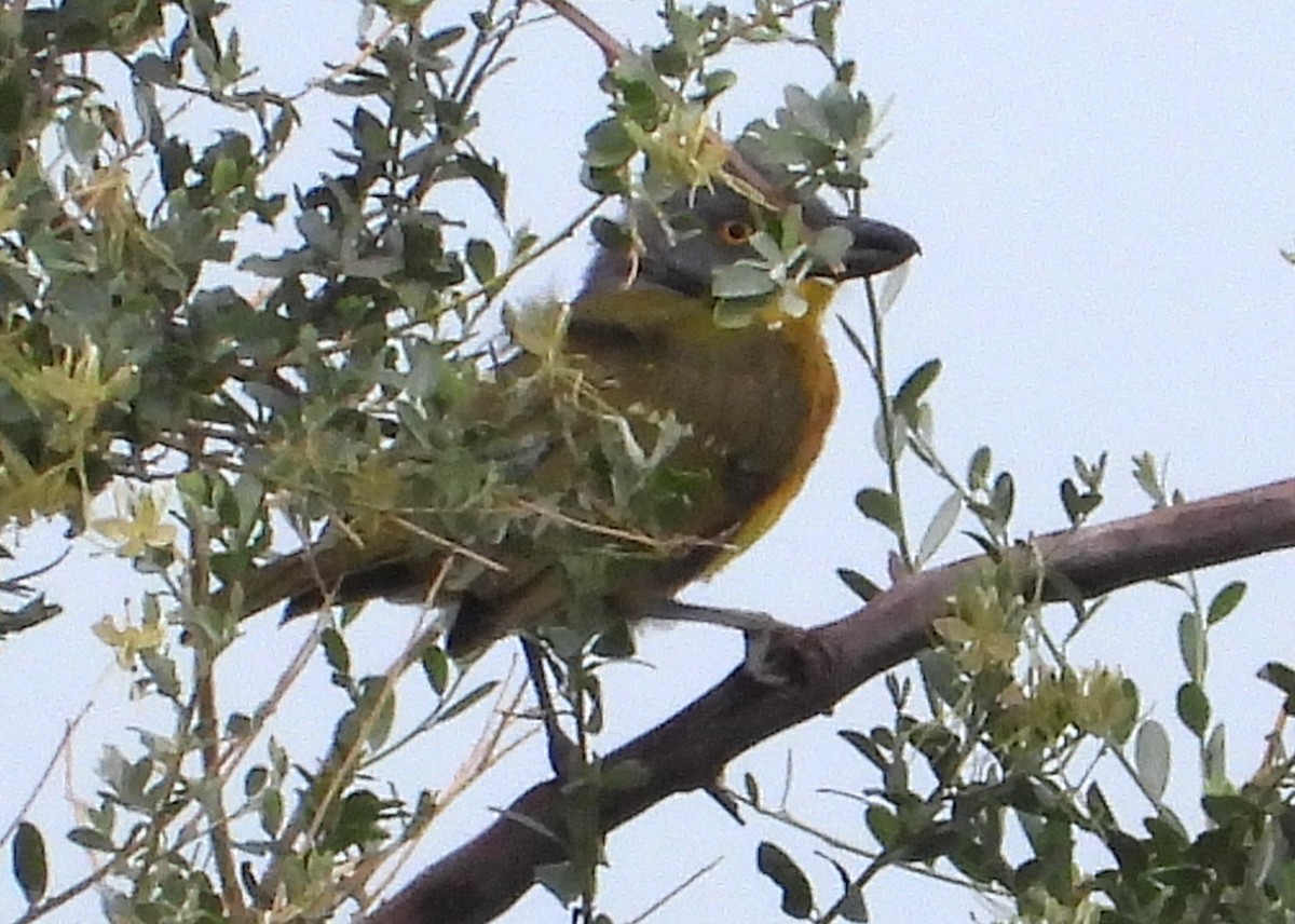 Gray-headed Bushshrike - ML622536609