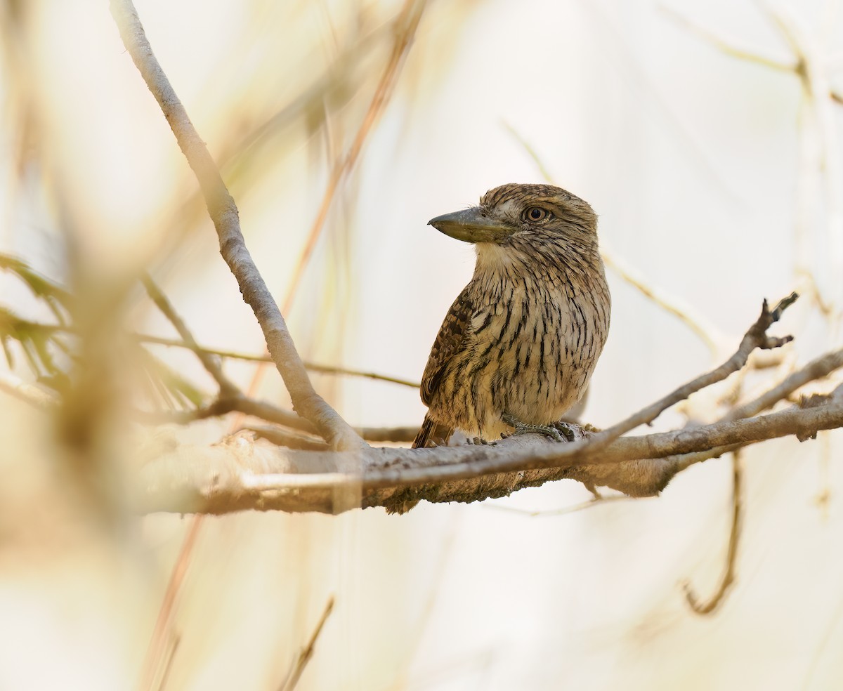 Eastern Striolated-Puffbird - ML622536756