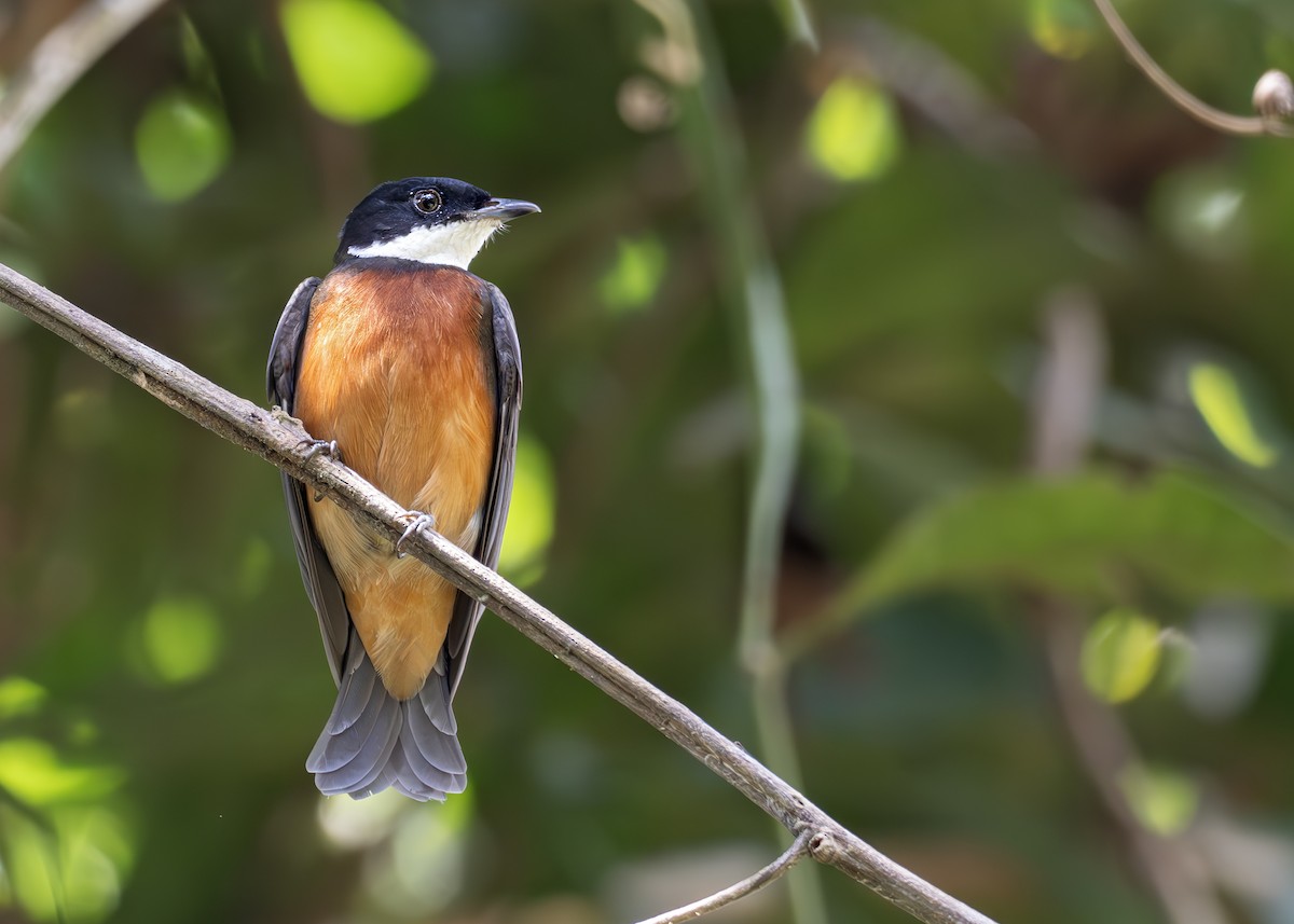 Flame-crowned Manakin - ML622536788