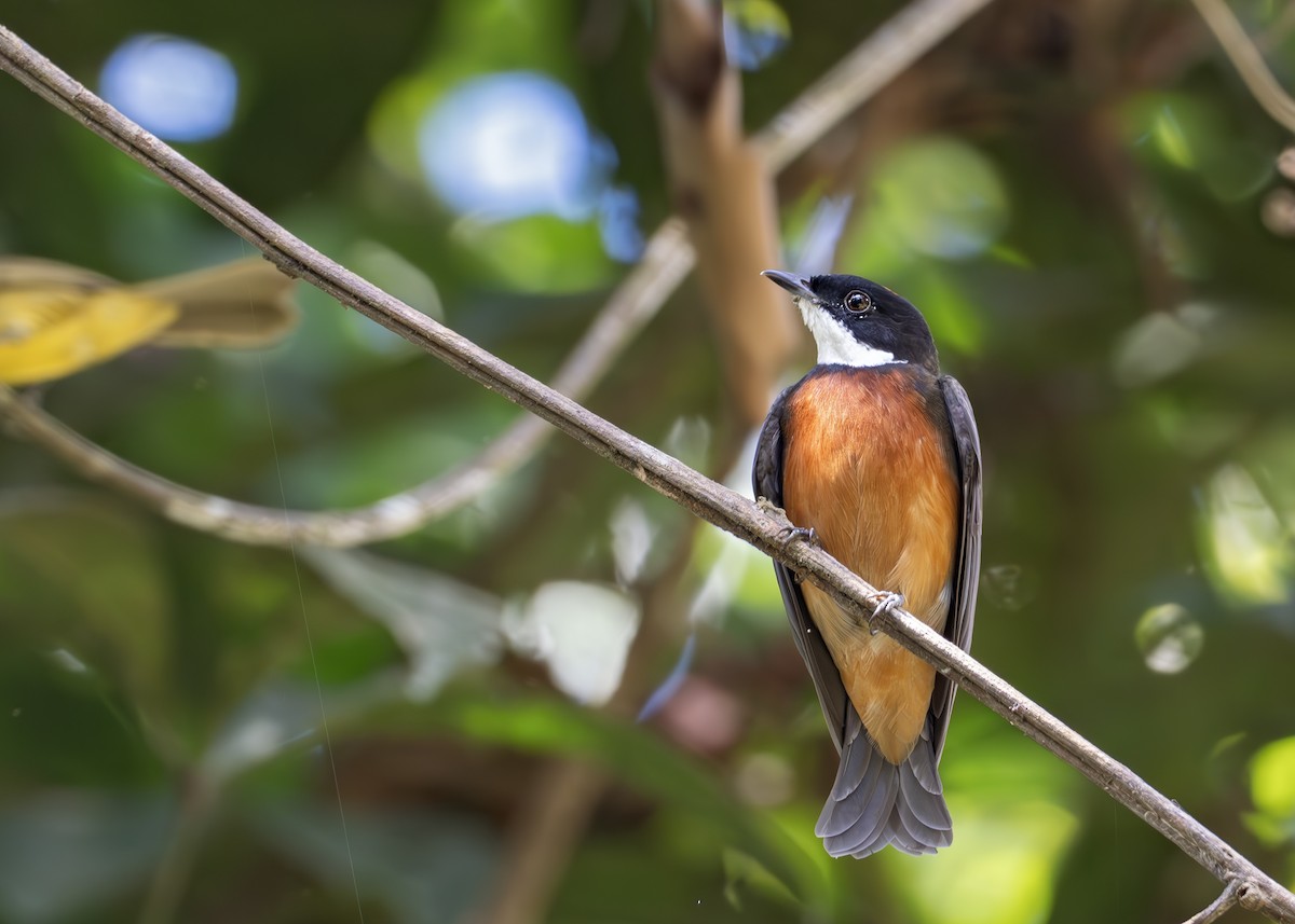 Flame-crowned Manakin - ML622536789