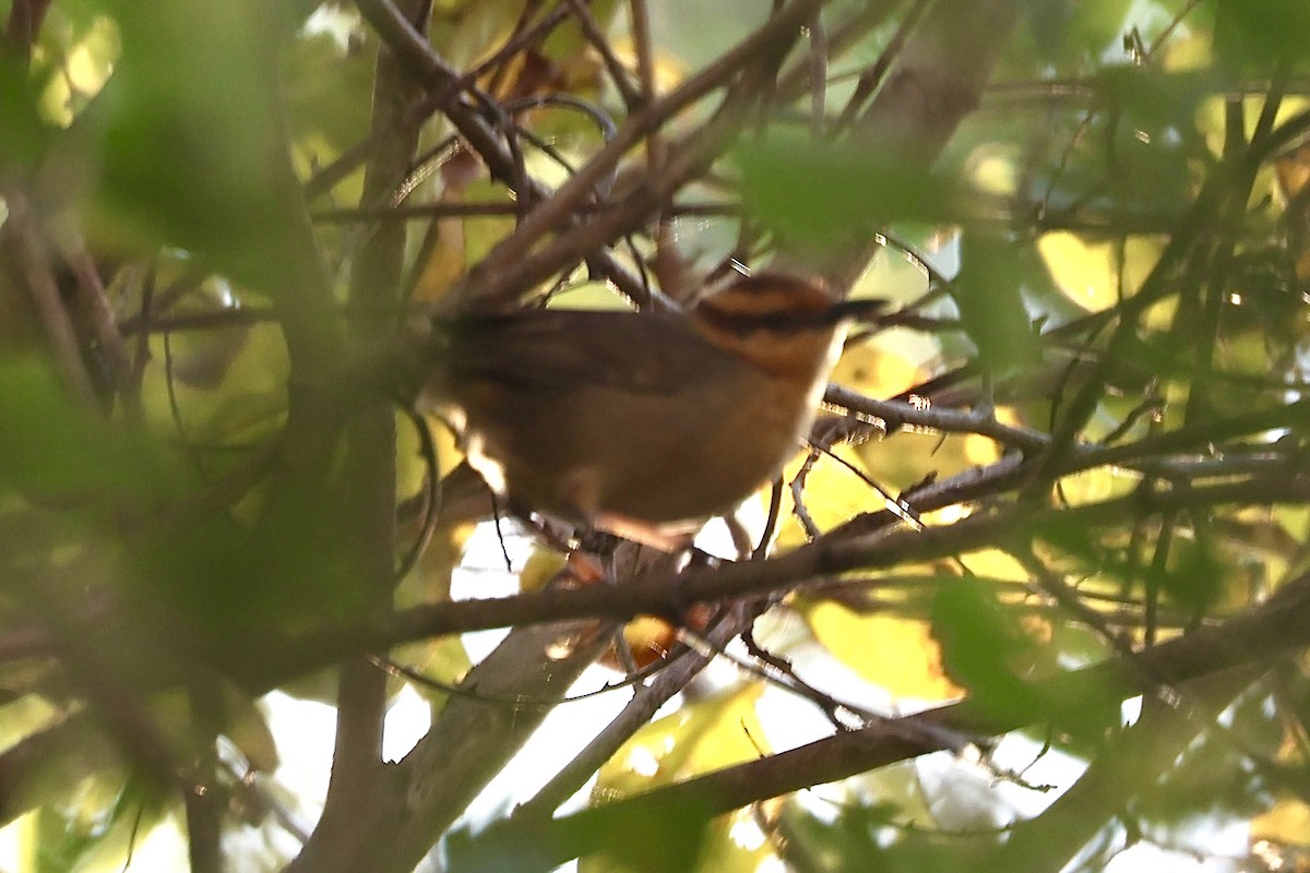 Buff-banded Bushbird - ML622536876