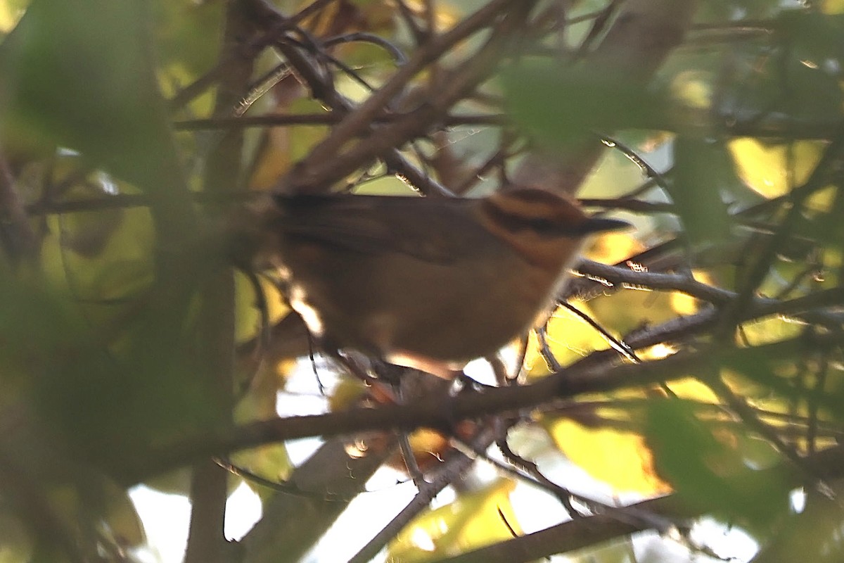 Buff-banded Bushbird - ML622536877