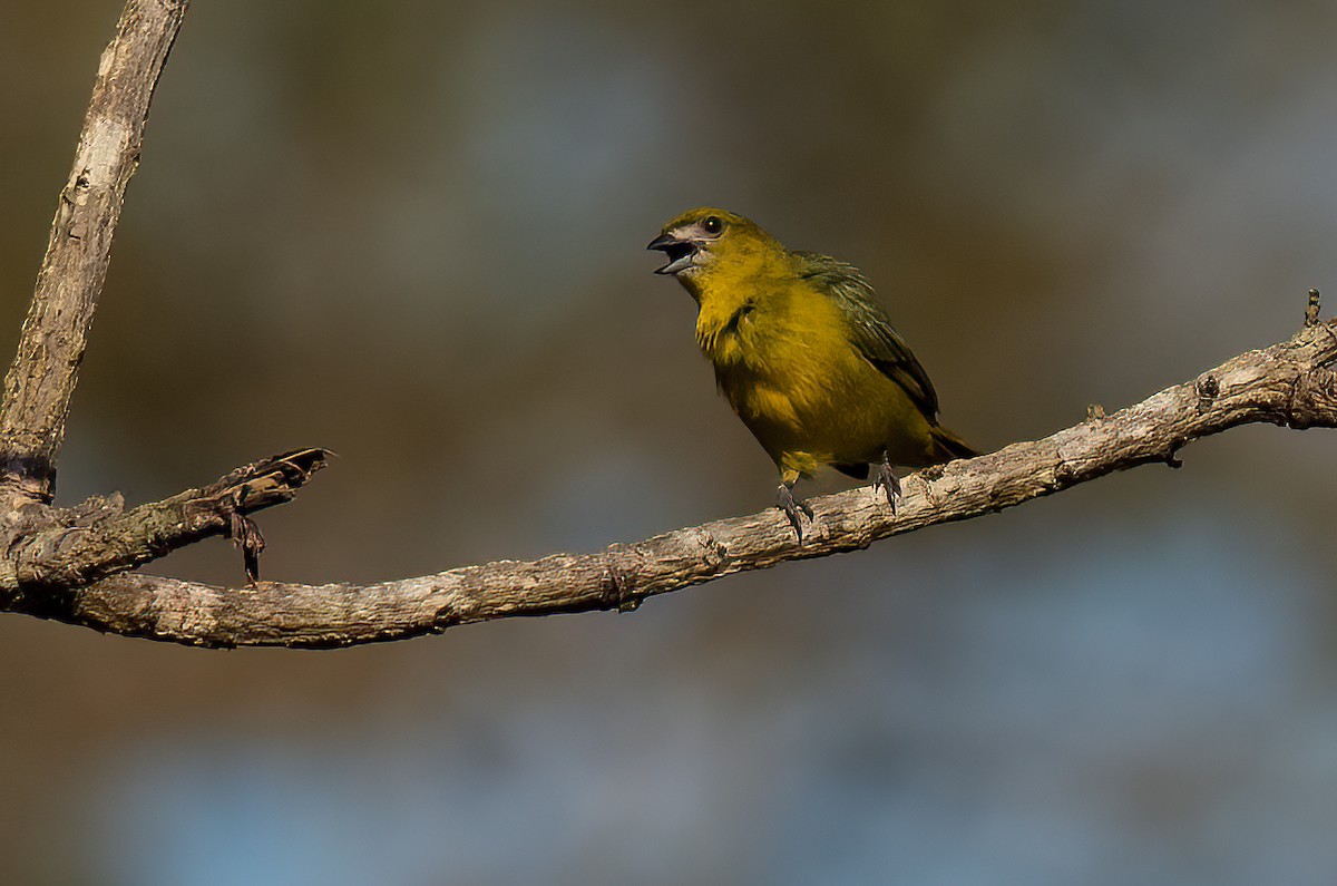 Golden-bellied Euphonia - ML622536910