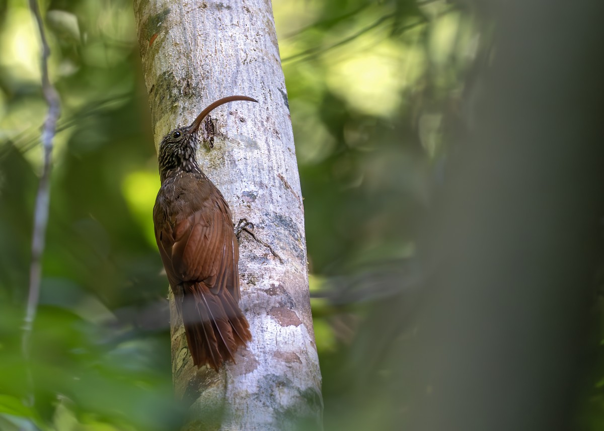 Tapajos Scythebill (Rondonia) - ML622536954