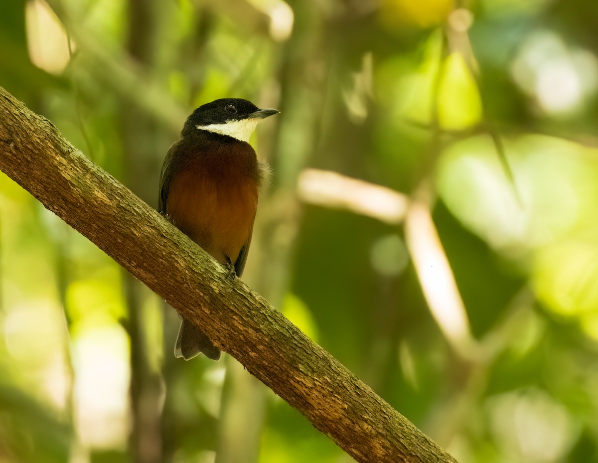 Flame-crowned Manakin - ML622536960