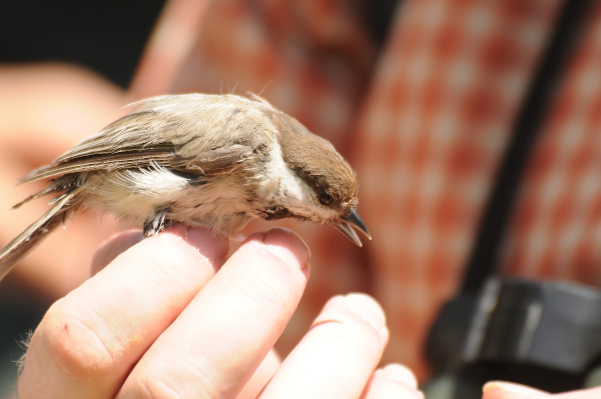 Mésange d'Iran - ML622536962