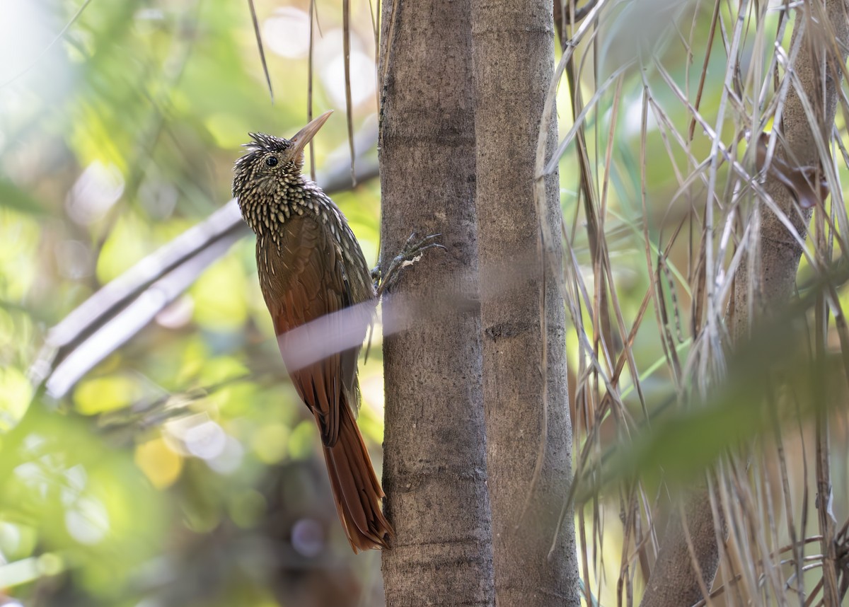 Striped Woodcreeper - ML622536965