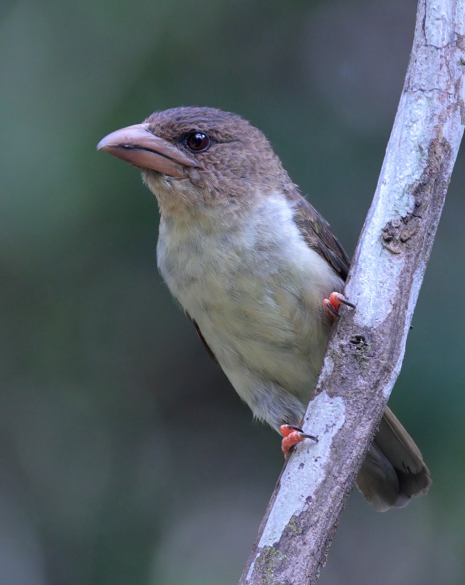 barbet tmavý - ML622536977