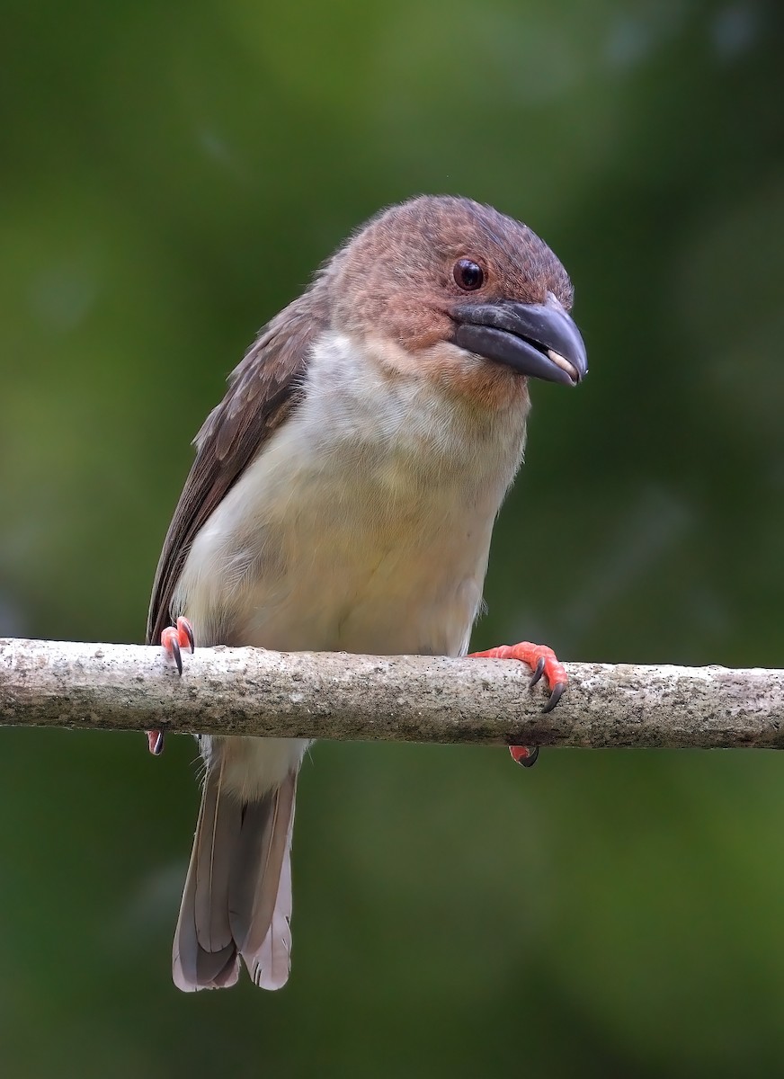 barbet tmavý - ML622536978