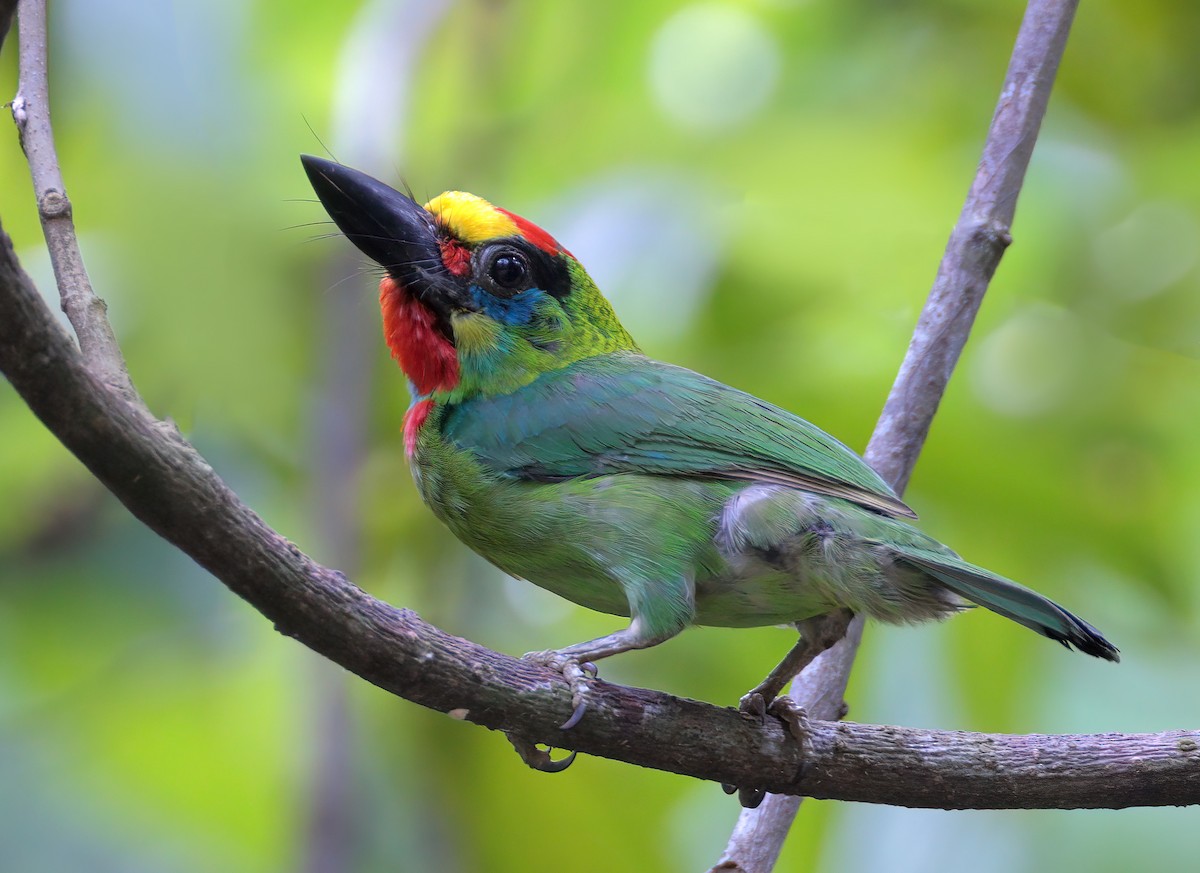 barbet rudohrdlý - ML622536979