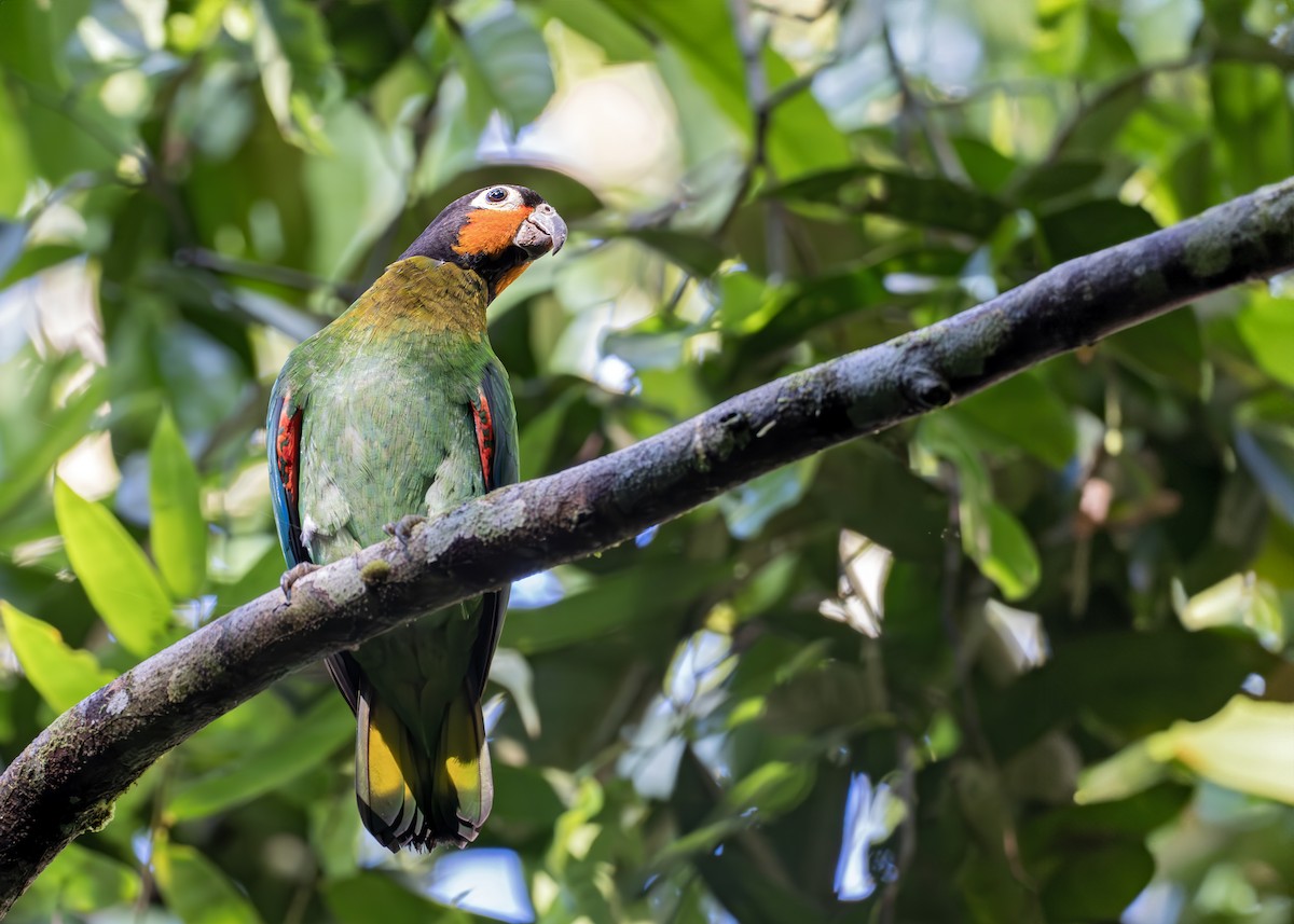 Orange-cheeked Parrot - ML622536986