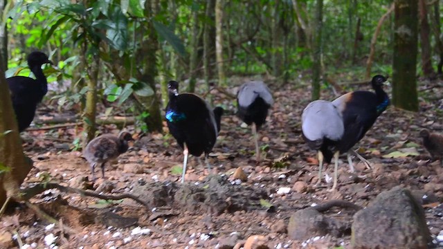 Gray-winged Trumpeter - ML622536988