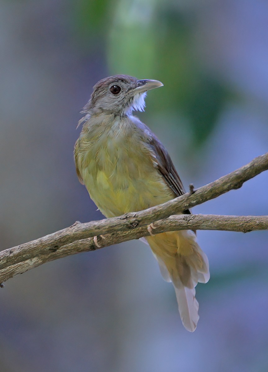 Bulbul ocré - ML622536989