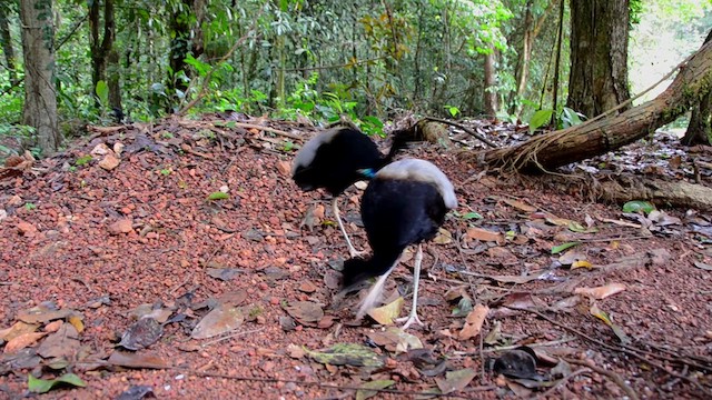 Gray-winged Trumpeter - ML622536990