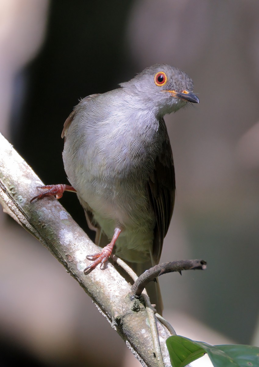 Bulbul oeil-de-feu - ML622536991