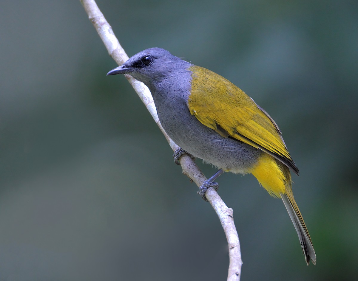 Gray-bellied Bulbul - ML622536992