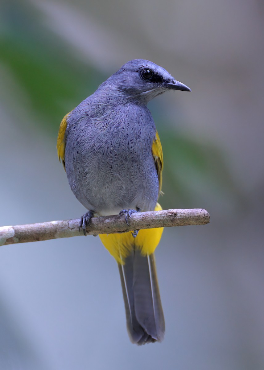 Bulbul à ventre gris - ML622536993