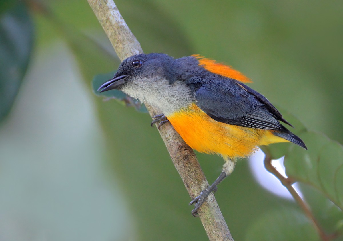 Orange-bellied Flowerpecker - ML622536994