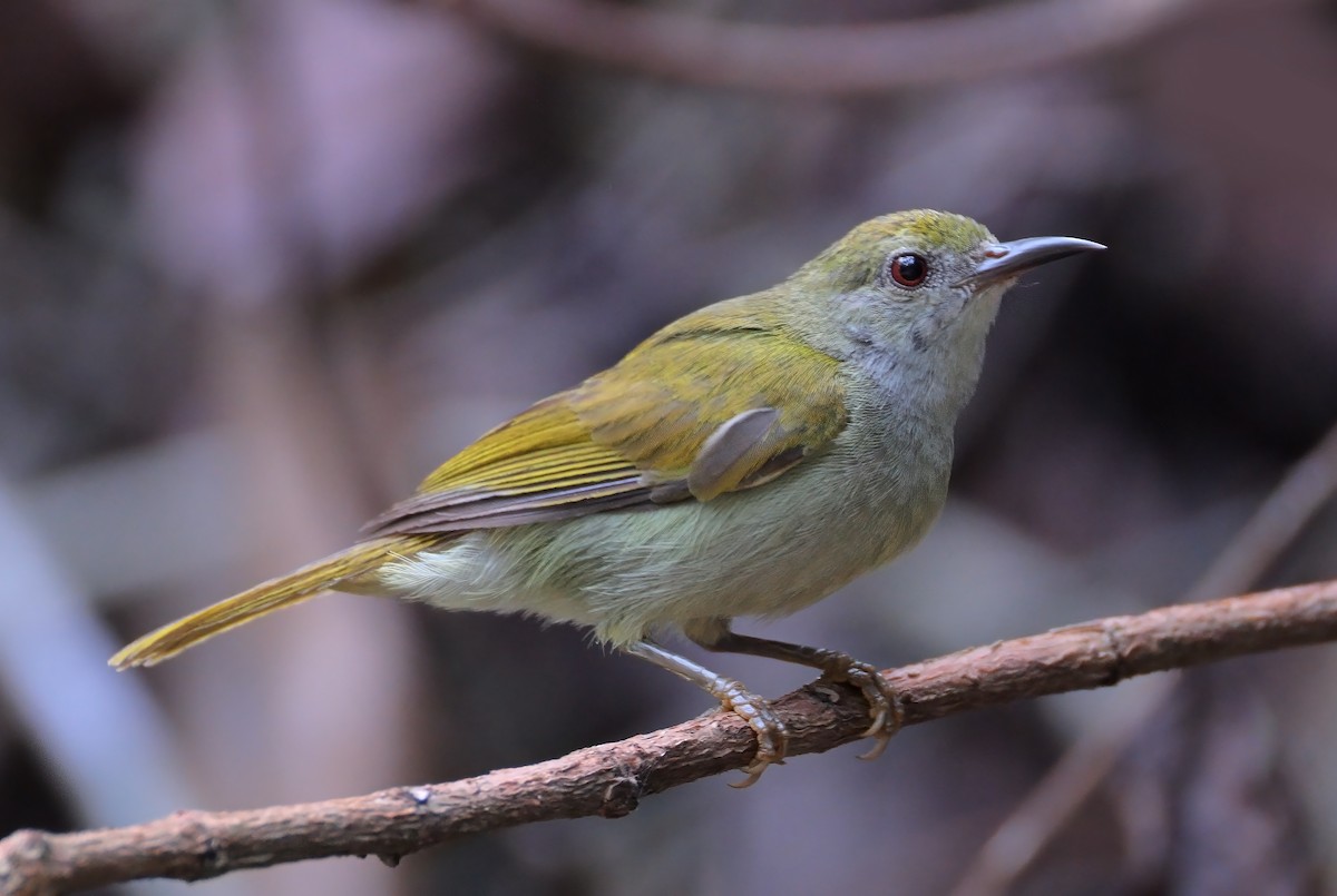 Plain Sunbird - ML622536998