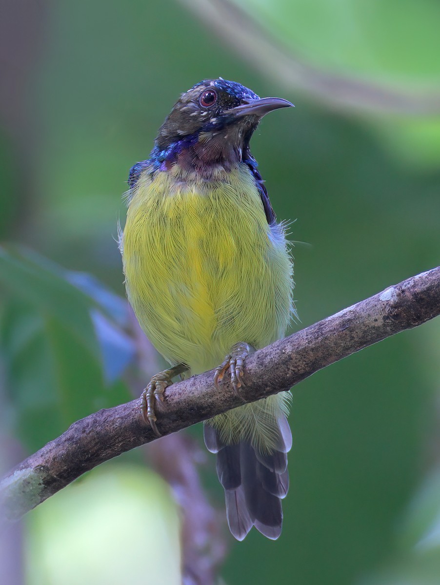 Brown-throated Sunbird - ML622537000