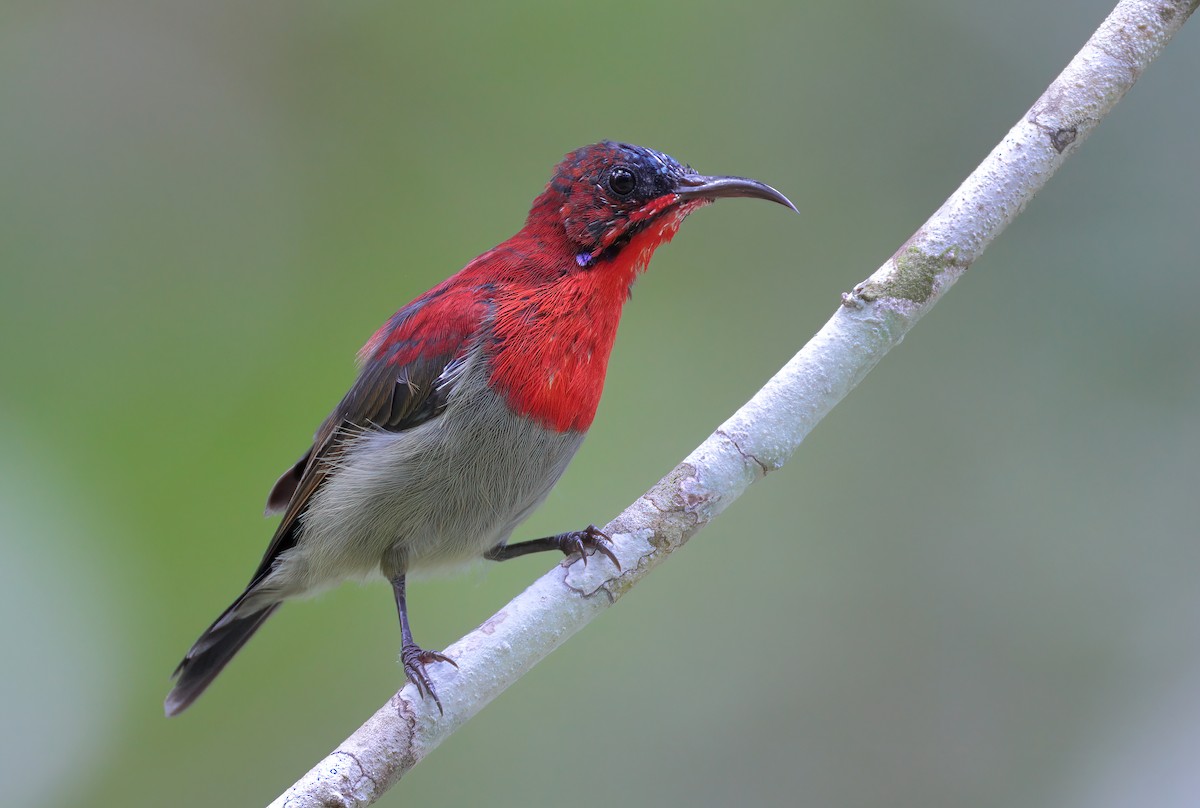 Crimson Sunbird - ML622537002