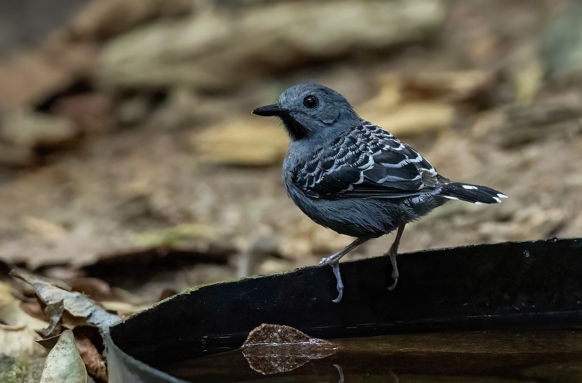 Xingu Scale-backed Antbird - ML622537007