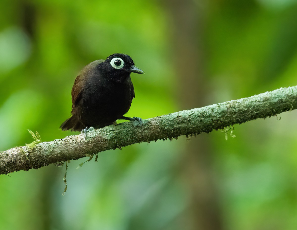 Bare-eyed Antbird - ML622537014