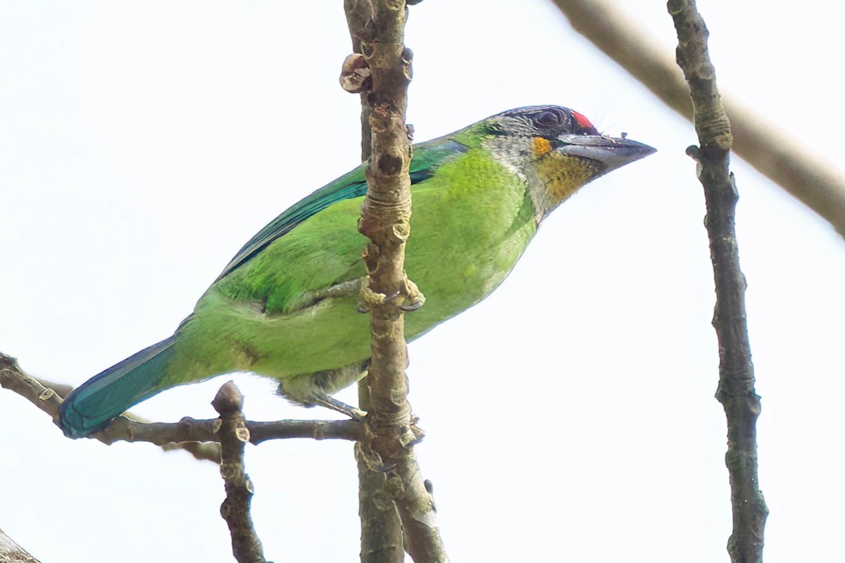 Golden-throated Barbet - Krit Kruaykitanon 🦅