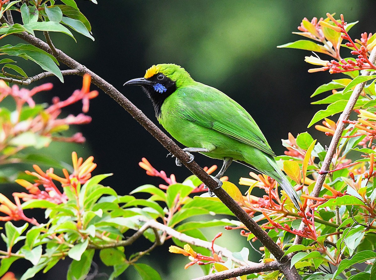 Golden-fronted Leafbird - ML622537063