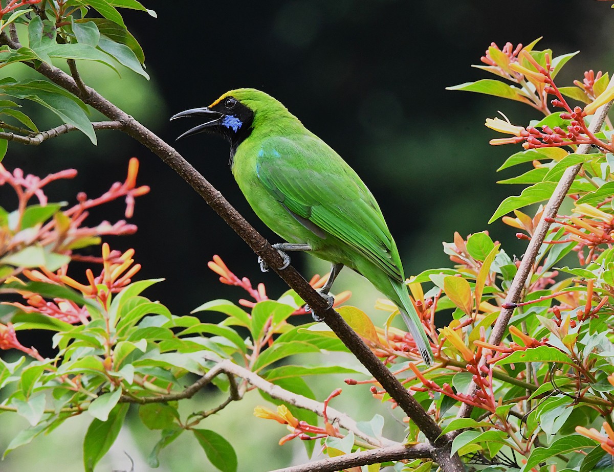 Golden-fronted Leafbird - ML622537065