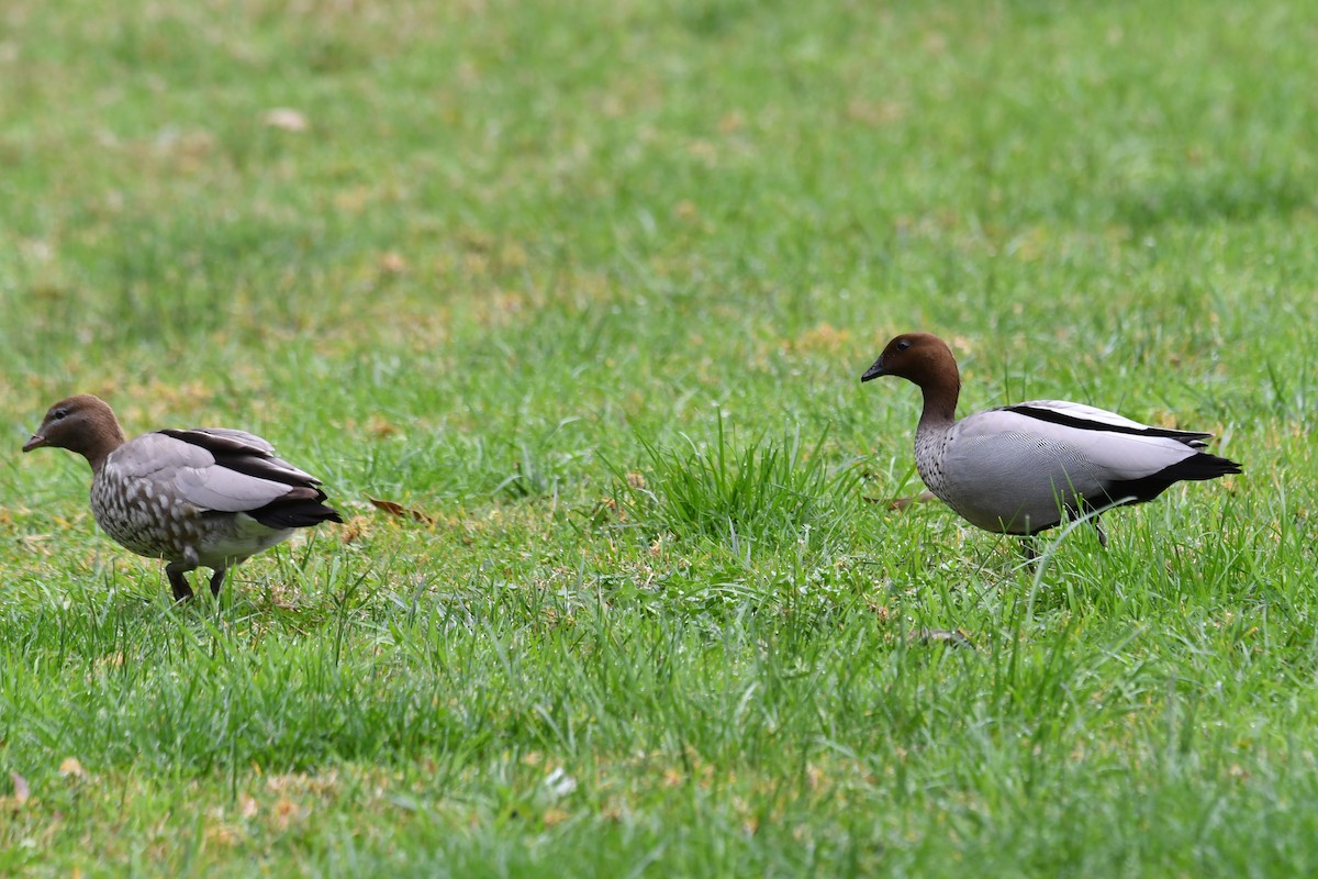 Pato de Crin - ML622537066