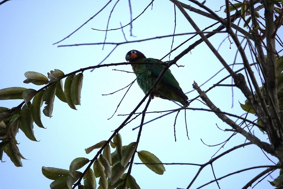 Orange-cheeked Parrot - ML622537112