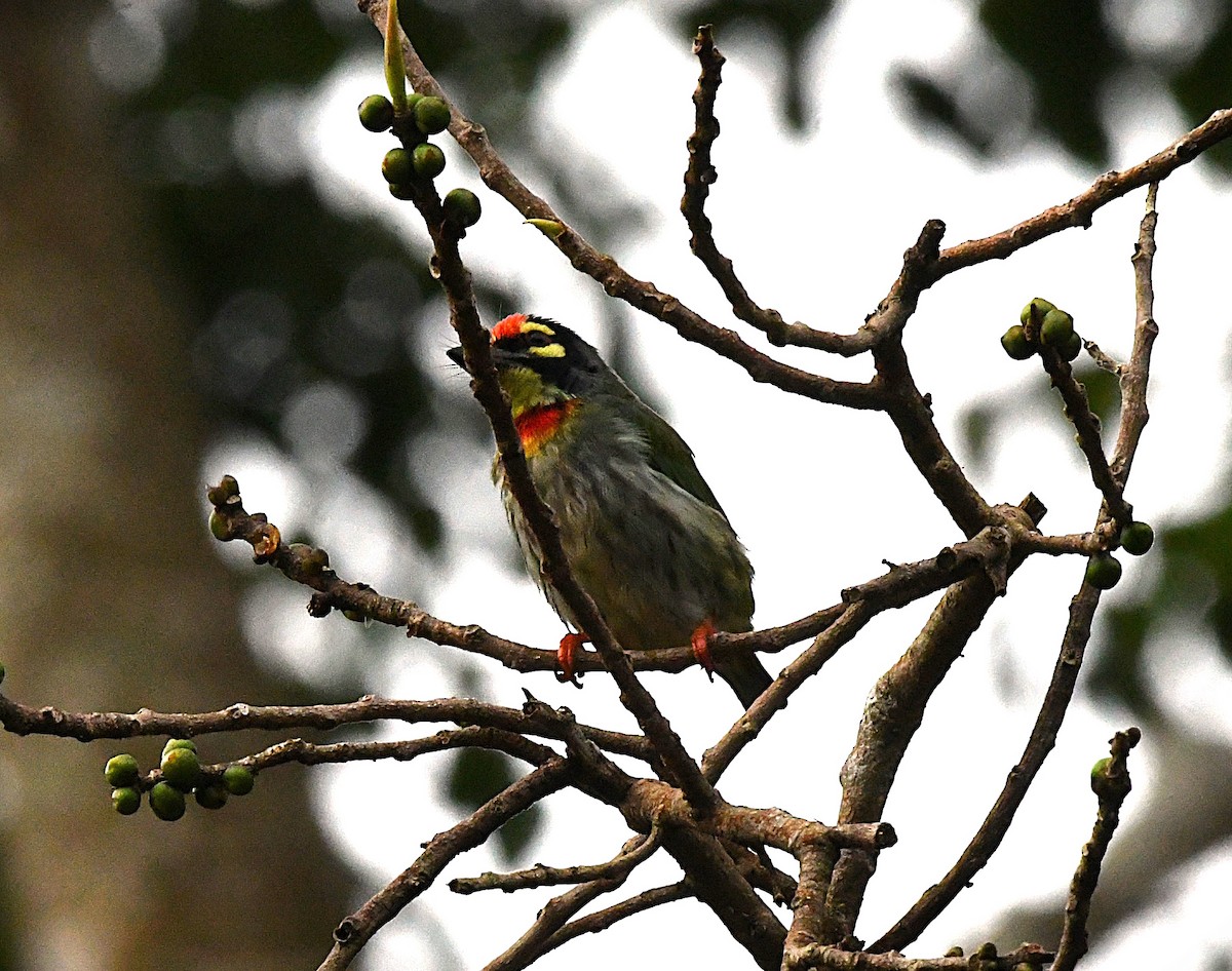 Coppersmith Barbet - ML622537122