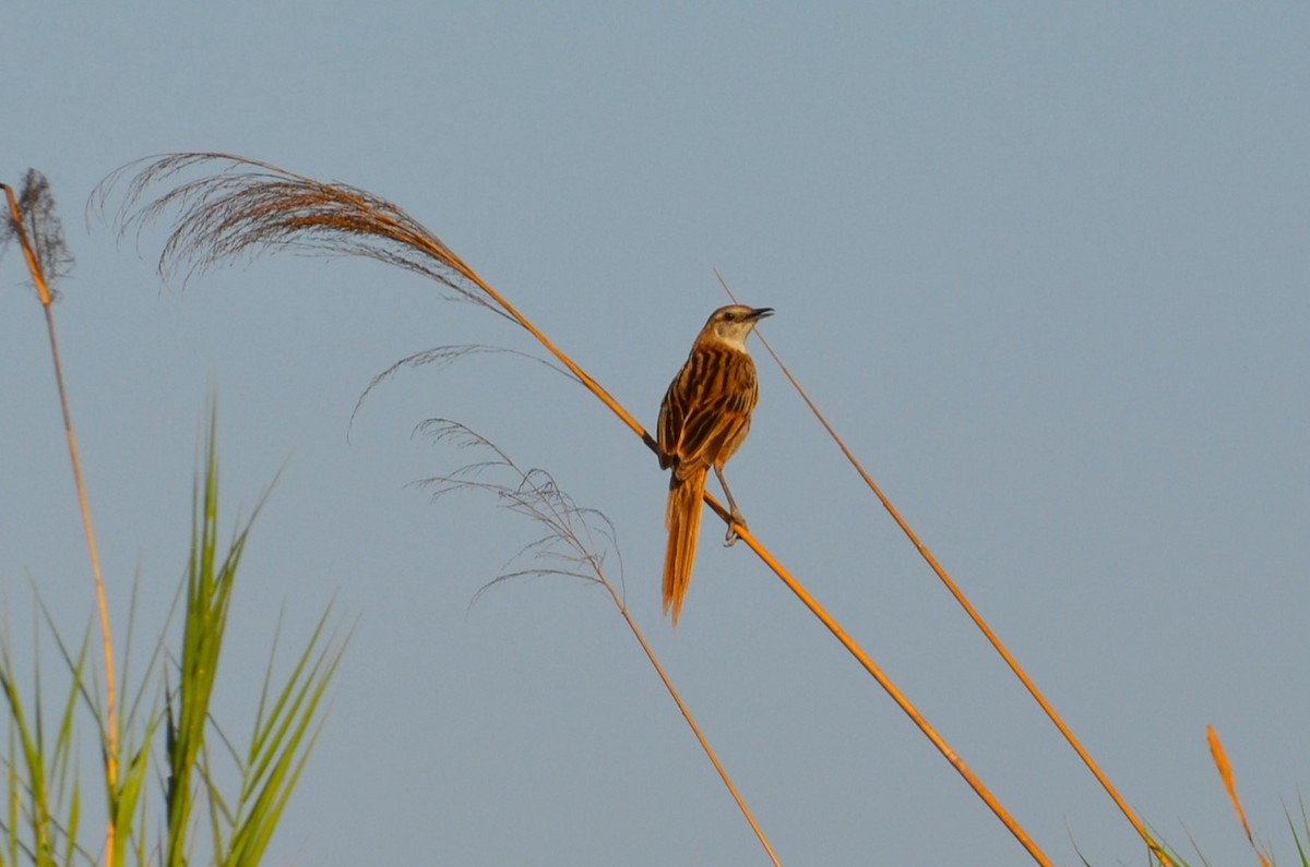 Striated Grassbird - ML622537128