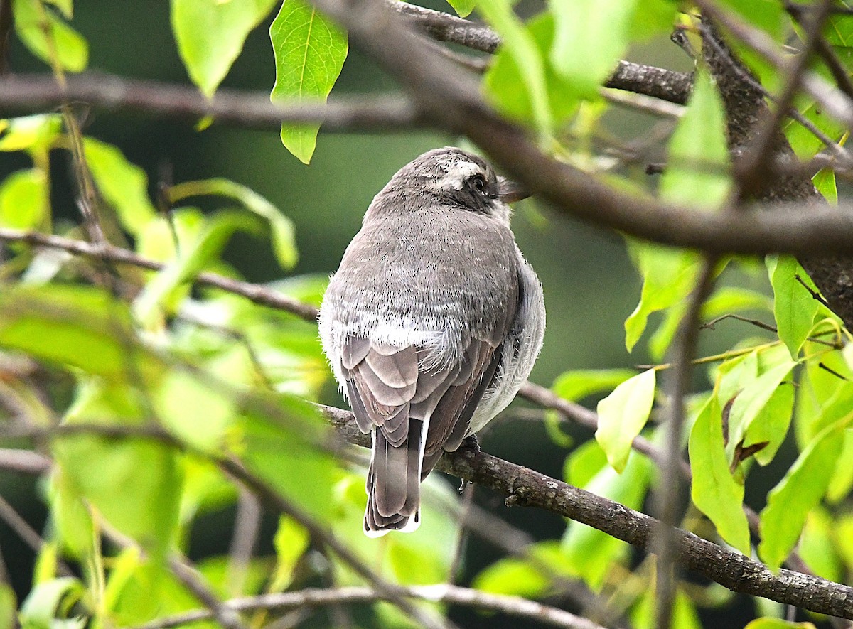 Common Woodshrike - ML622537134