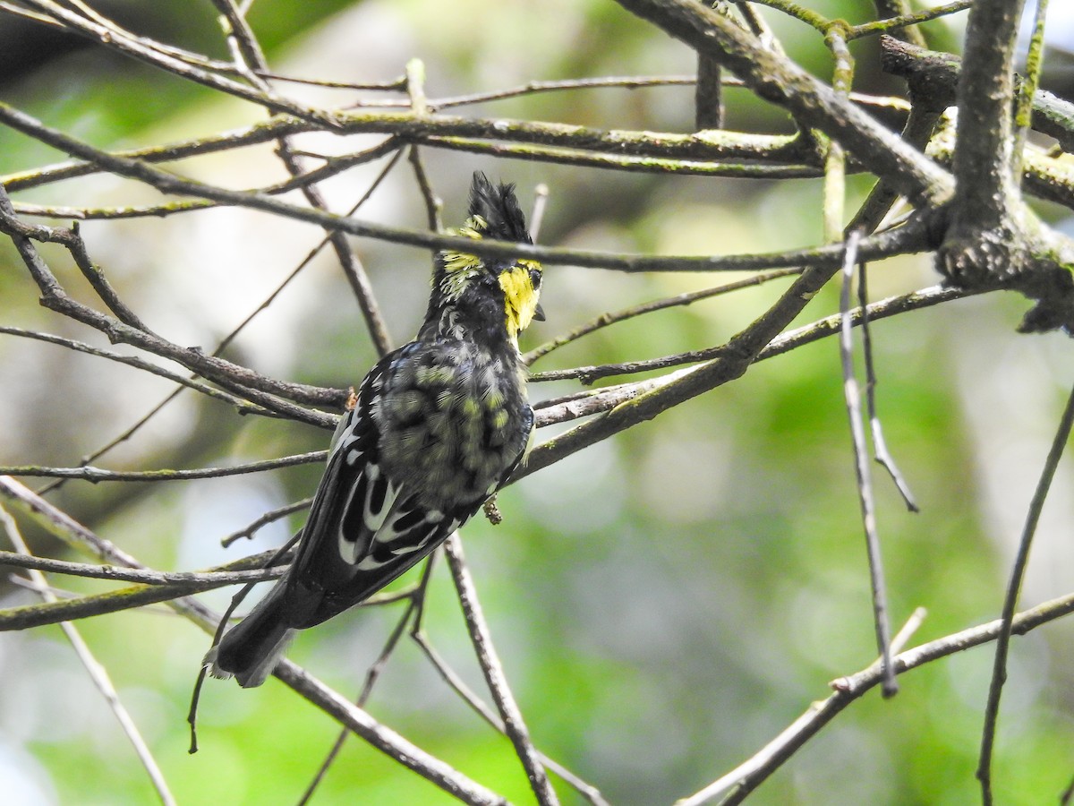 Yellow-cheeked Tit - ML622537139