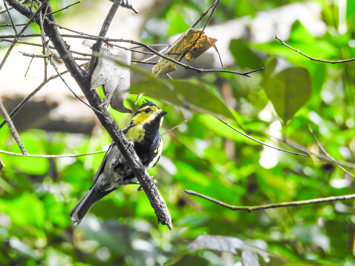 Yellow-cheeked Tit - Woramate Boonyavantang