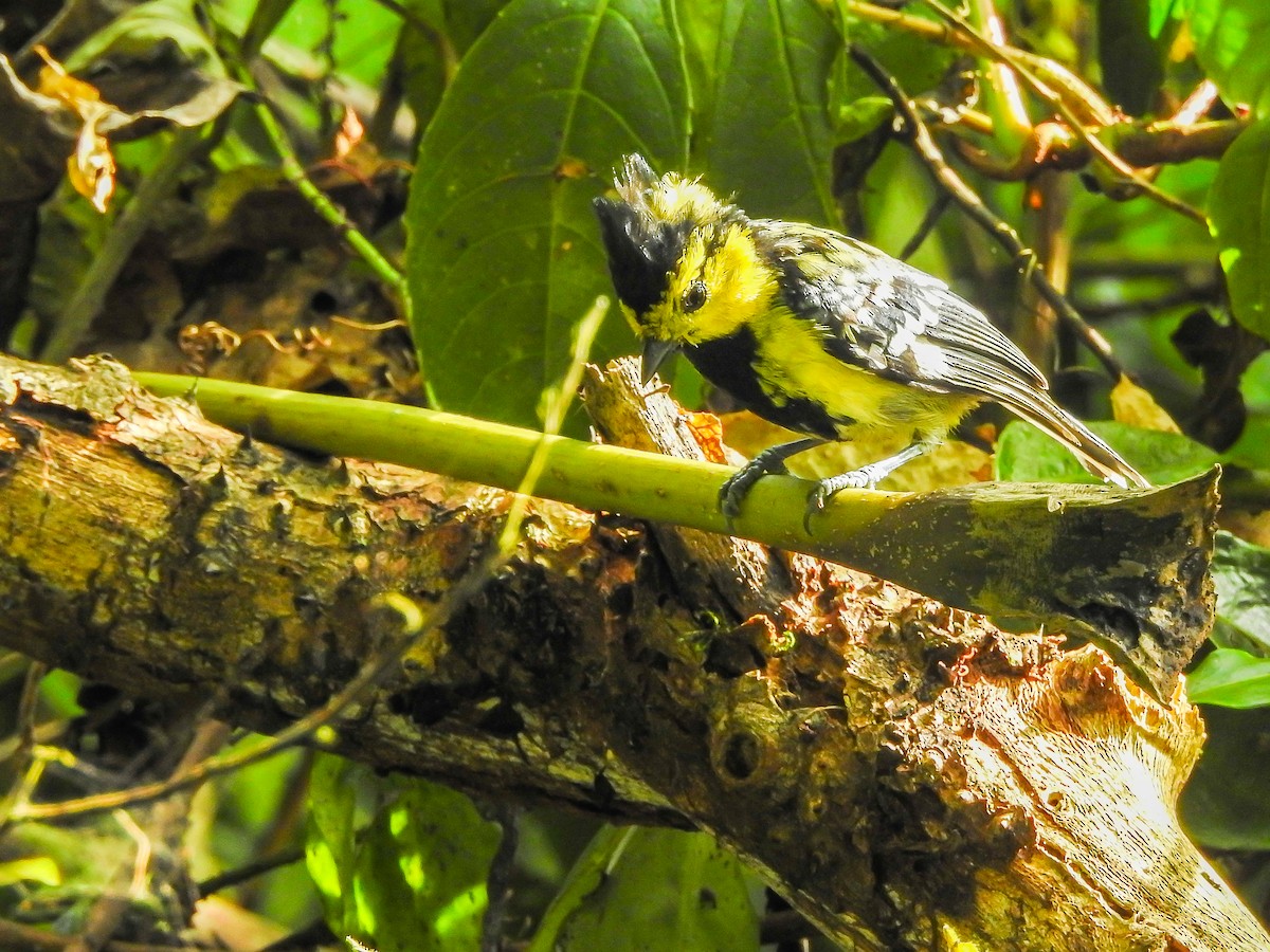 Yellow-cheeked Tit - ML622537147