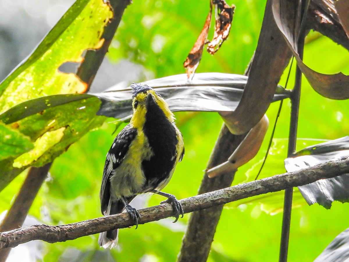 Yellow-cheeked Tit - ML622537149