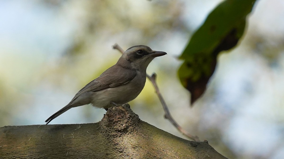 Common Woodshrike - ML622537158