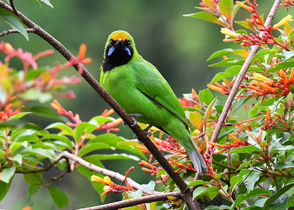 Golden-fronted Leafbird - ML622537163